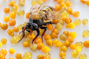 SEED - Judi Harvest Solo exhibition