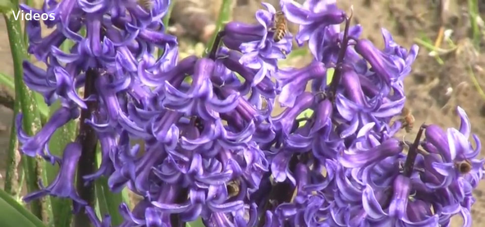 Videos ny Judi Harvest